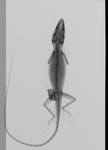 Media type: image;   Herpetology R-126709